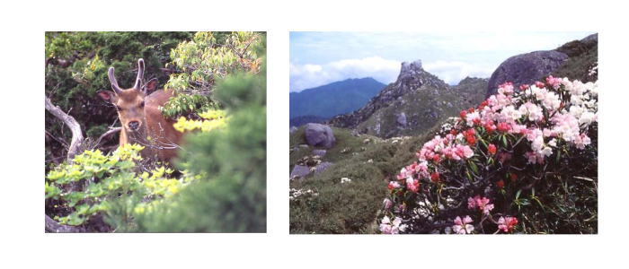 左：ヤクシカの写真，右：ヤクシマシャクナゲの写真