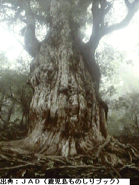 日本最大のスギ縄文杉の写真