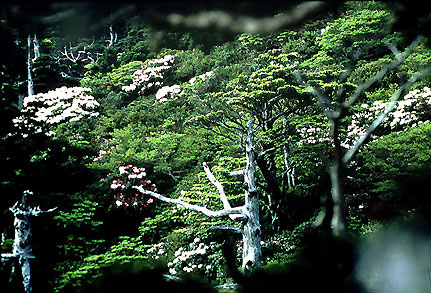 屋久島の風景の写真