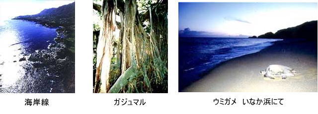 左：海岸線の写真中央：ガジュマルの写真右：ウミガメの写真