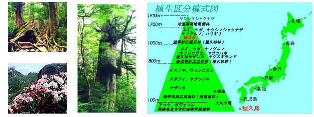 左上：ヤクシマシャクナゲの写真左下：屋久杉の写真中央：屋久杉の写真右：植生区分模式図