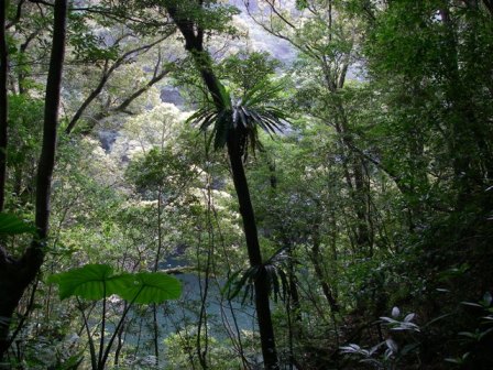 希少野生動植物が生息・生育する亜熱帯照葉樹林