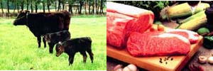 左：黒毛和牛の写真右：肉の写真
