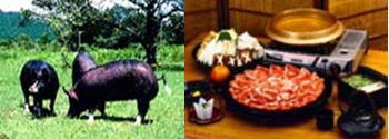 左：かごしま黒豚（バークシャー）の写真右：黒豚料理の写真