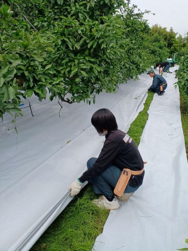 マルチの張り方