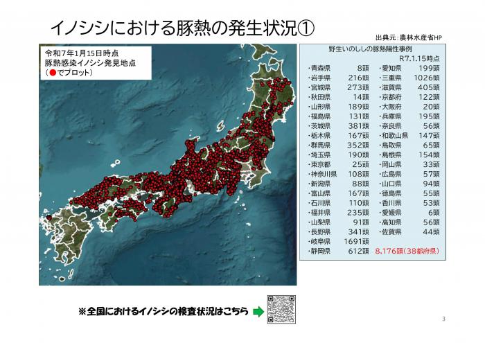 野生イノシシ250115