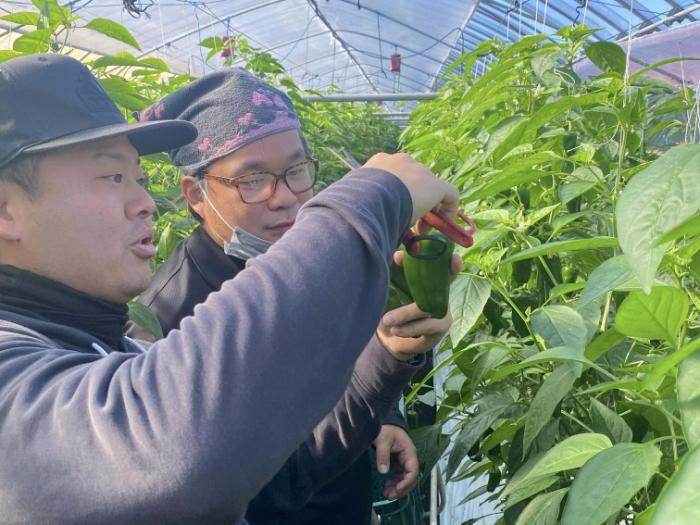 おためしノウフ