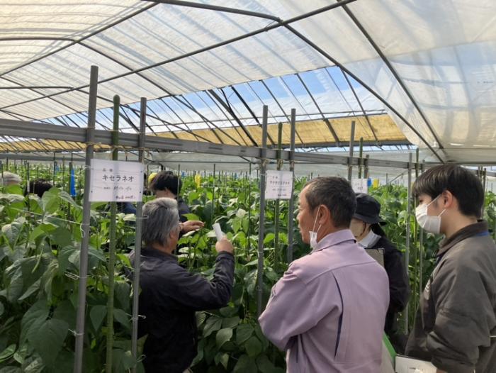 いんげん検討会