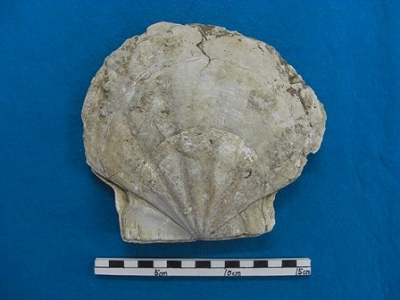 県内で見つかった化石5