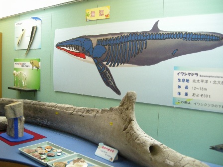 10鯨の骨.jpg