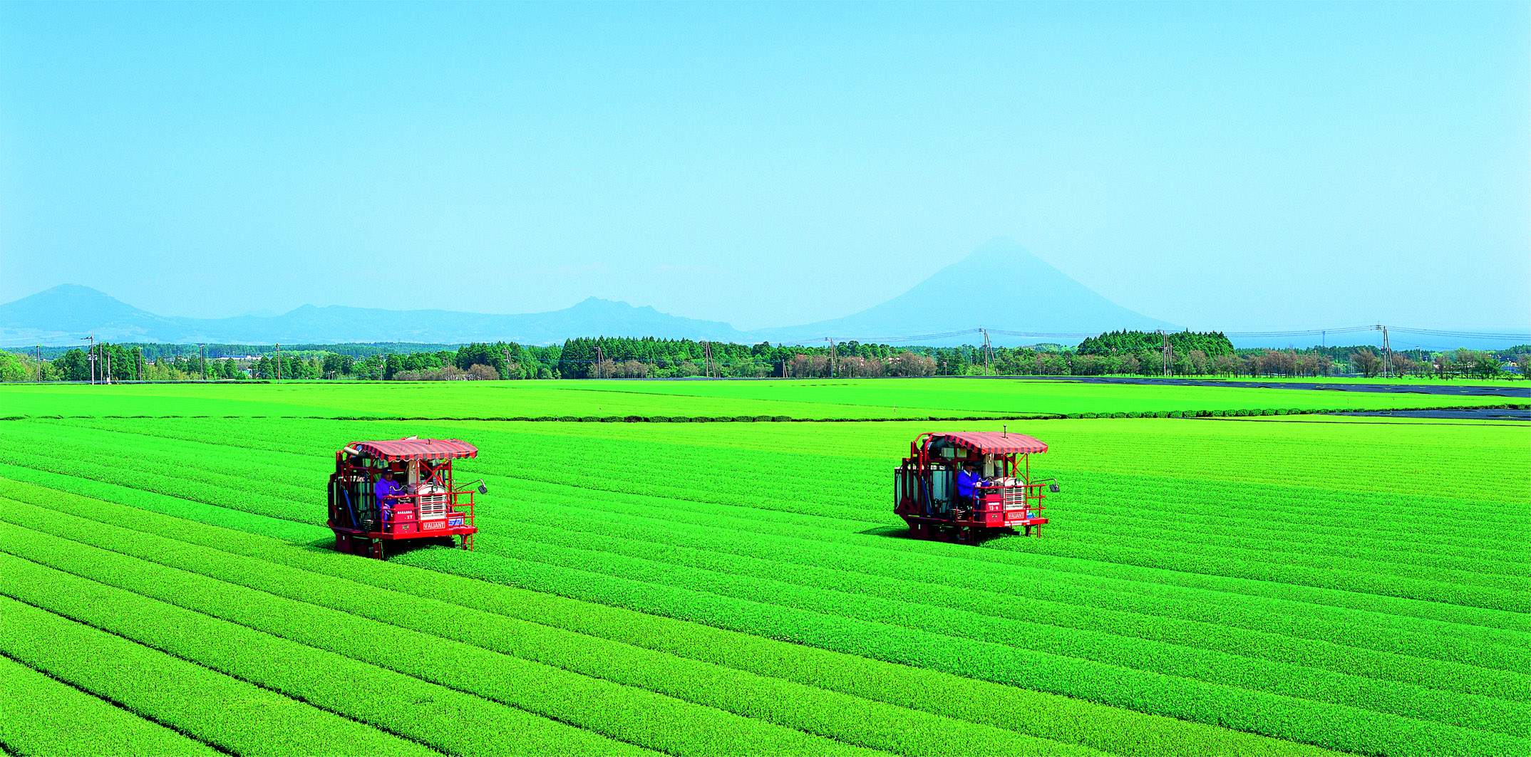 祝　荒茶生産量日本一