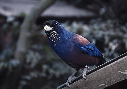 鹿児島県の県鳥「ルリカケス」